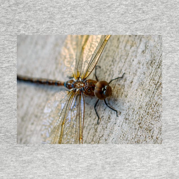 Macro Dragonfly Photography Art by zigzagr63